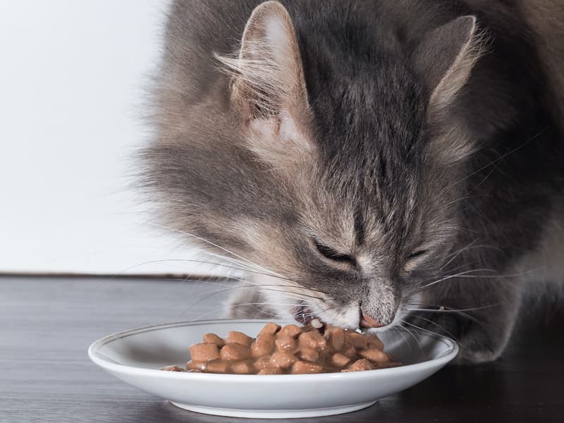 Pienso hipoalergénico para gatos