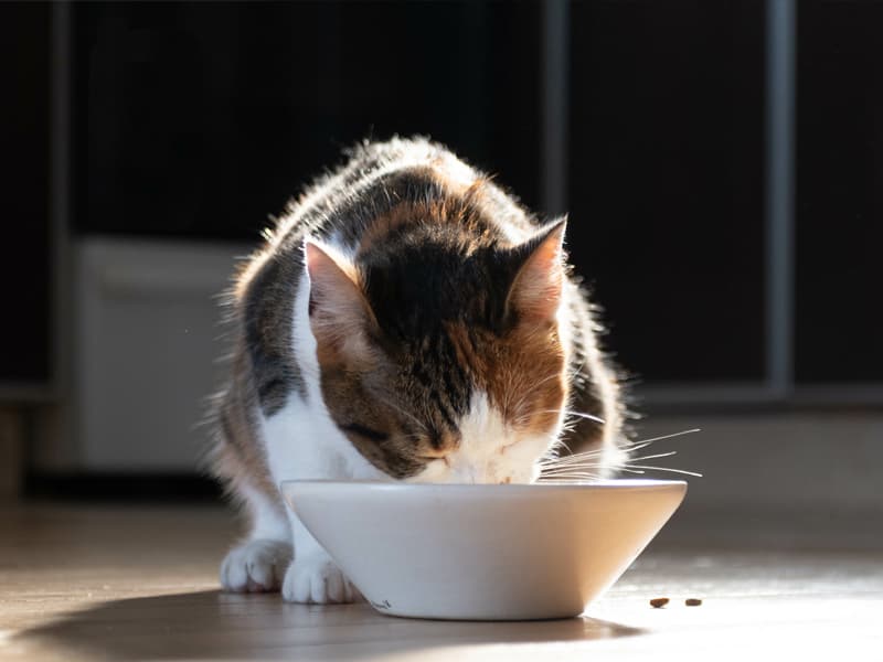 Comida para gatos