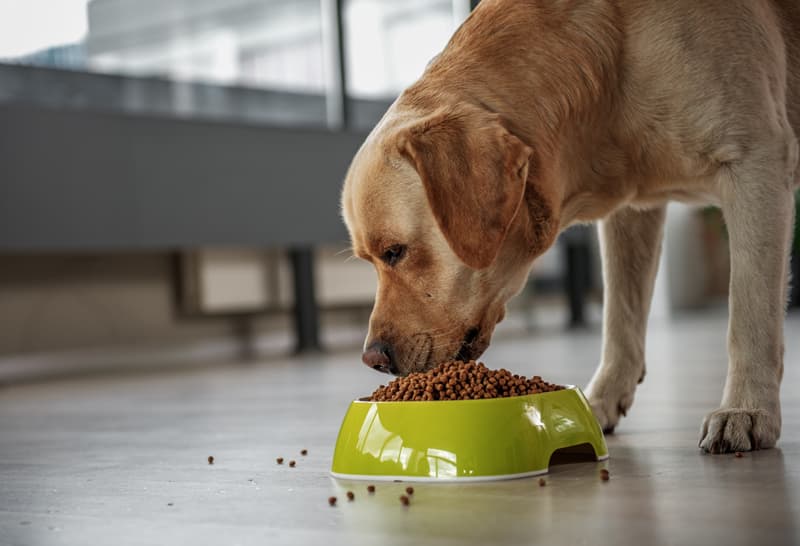 Comida natural para perros