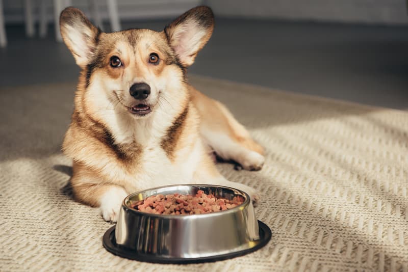 Comida para perros