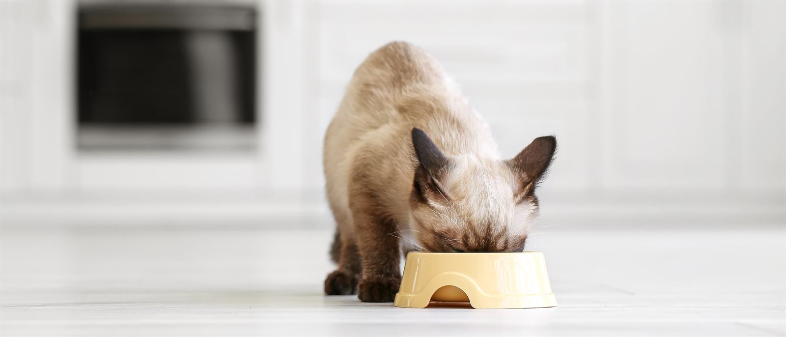 Alimentación húmeda gatos